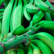 Banane plantain GIC C.A.P.A  Cameroun