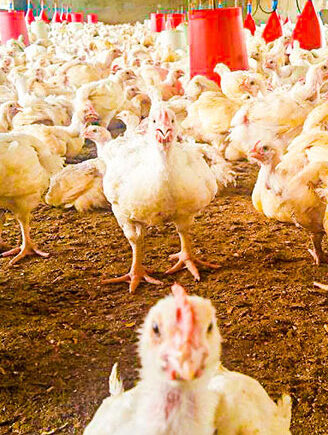 Comment GIC CAPA produit du poulet frais et sain pour la consommation